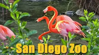 San Diego Zoo full tour | California