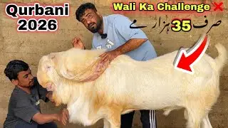 Wali Kareem Top Quality Teddy & Gulabi Qurbani 2026 Ka Bakray Le Aya 🚨 | Sasti Bakra Mandi 