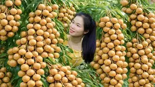 Harvest Super-Sized Longan Fruit &ndash; Taking It to the Market to Sell | Life in the Countryside