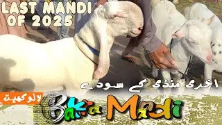 Part 2 l Lalukheit Bakra Mandi l Akhri Mandi ke Sodey Kese Rahey ? l Bismill Cattle