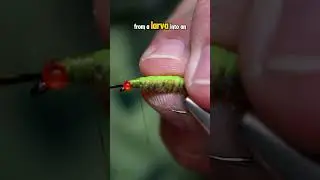 Dragonfly Larva!! #whitingfarms #naturesspiritflytying #fly #flytying #textreme