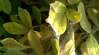 Red mite & Aphid Heavy Attack in Summer Ground nut Junagadh