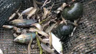 Amazingly, today I found a rice field with a pond full of small fish