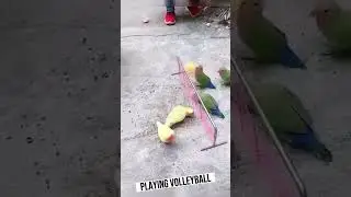 Playing Volleyball 🏐 #viral #birds #parrot #status #video