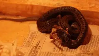 Steppes Rat Snake hatchlings