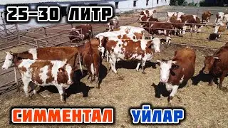 СИММЕНТАЛ БООЗ УЙЛАР сатылат🤚🏼 25-30 литр СҮТ БЕРЕТ дейт