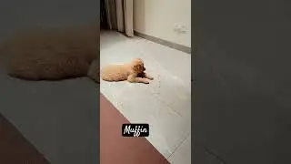 Basic training Golden Retriever#youtubeshorts #labrador #pets #pets #retreiver