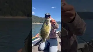 Spring Smallmouth Bass on Fly ! #travelfishfilm #castandblast #bassfishing