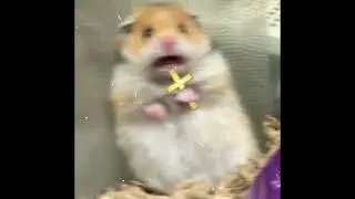 Sorry, I Ate Your Hamster - Made By AI