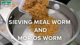 Sieving mealworms and morios worms