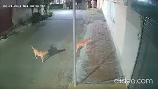 Snake Attack!? Watch This Dog&rsquo;s Quick Reaction!