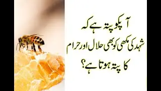 Apko pata he Shahed ki Makhi ko bhi Halal or Haram ka pata hota he? #shorts