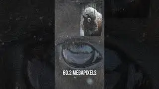 Разница между 60 мегапикселями и 12 мегапикселями... НЕ БОЛЬШАЯ!