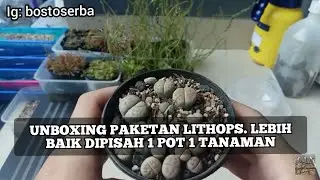 UNBOXING DAN TIPS MERAWAT TANAMAN LITHOPS PAKETAN YANG BARU BELI ONLINE