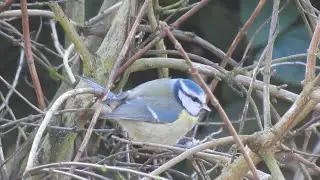 The Beautiful Blue Tit. Feed the birds UK 13 12 25