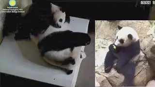 2021-06-28 Xiao Qi Ji ~ Platform Playtime