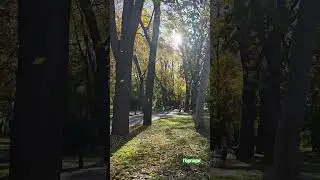 Autumn park #park #краснодар #autumn #russia #россия #осень2025 #осень #листья