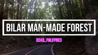BOHOL TRIP - 2KM Stretch of Densely Planted Mahogany Trees