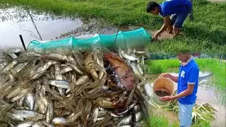 Primary Technology: Small fish traps in Cambodia-How to make Fish by | Rural life - KH