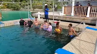 Blue Lagoon Island Dolphin Encounter Nassau, Bahamas