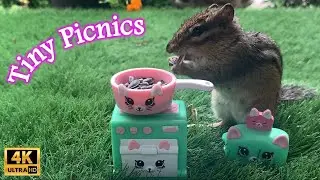 Chipmunk is a Rainy Day Chef! 4K