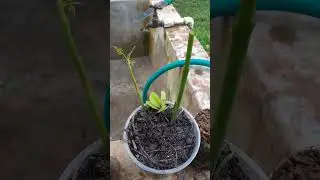 Growing Hog Plum Tree #hogplum #garden #homesteadingfamily #growingfood #homestead