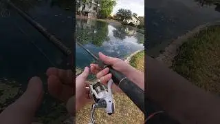 #fishing# using shrimp for bait#subscribe