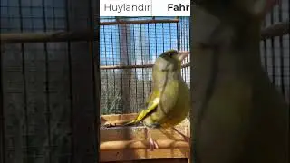 Fahri AKGÜL - Flurya Huylandırma 134