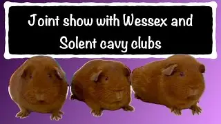 Wessex cavy club and Solent cavy club joint guinea pig show 2025