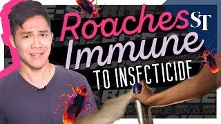 Cockroaches Growing Immune to Bug Spray | Bite-Size News with Sam Jo | The Straits Times