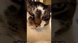 Почему это больно? 😢 #смешнойкот #короткоевидеонаYouTube