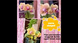 Tips perawatan Anggrek Bulan agar tidak mati || sistem tempel 20 Mei 2020