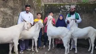 The Best Farm Of Dewas Madhya Pradesh | Khassi Bakro Ki Lajawaab Tyaari | Abba Goat Farm Dewas.