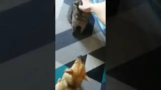 Кузя и Зевс. Один любви обильный, другой отстаивает свои границы😂всё как у людей. Не здавайся Кузя❤️