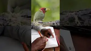 How talented is this young bird artist? #shorts #birds #artist