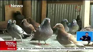 Merpati Milik Warga Pekalongan Dihargai Rp1,5 Miliar #iNewsSiang 26/09