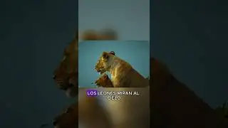 A leopard cub versus a group of baboons#animals #Friendship #Us #leopard