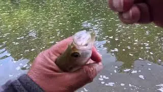 Smallmouth Bass Foat Double Rig Fishing Lake Erie Tributary!! WAX WORM Vs MERMAID LURE!!