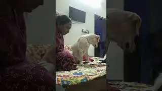 #labrador #mom #&#babys  play time 