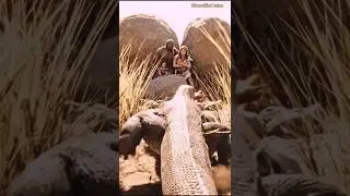 prehistoric monitor lizard attack #prehistoric #predator