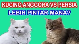 EKSPERIMEN KUCING ANGGORA VS PERSIA PINTAR MANA?