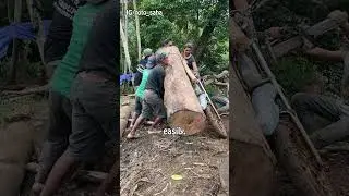 Почему индонезийские рабочие используют мотоциклы для перевозки бревен?