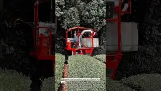 Automatic tea harvesting tool for efficient farm work