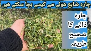 Sabaz chara dalny ke tarikay | sabz chara zaya hony sy kaisy bachain
