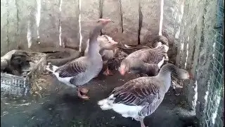 Cría de gansos, nacemento parte1. Breeding goose , birth part 1