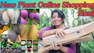 Online Plant Shopping Haul | New Plant Shopping Video With Price #shopping #meesho #plant #vlog