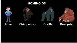 Humans, Tail loss, and Transposable Elements