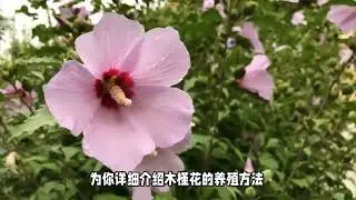 木槿花的养殖方法