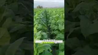 Million Dollar Farming Secret of Tobacco Leaves🍂👌#youtubeshorts #facts #shorts #ytshorts #shortsfeed