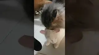 accouplement chat persan chinchilla et angora